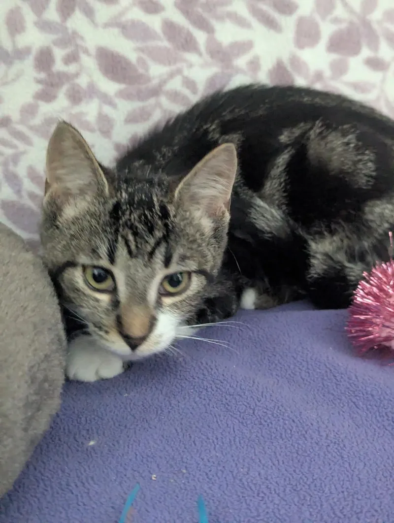 A baby small-sized female White Tabby cat named Nebula for adoption