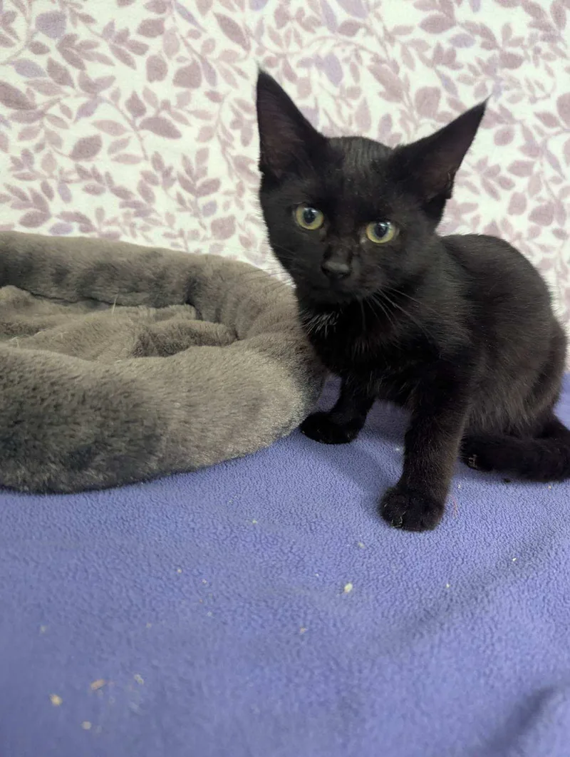 A baby small-sized female American Shorthair cat named Cosmo for adoption