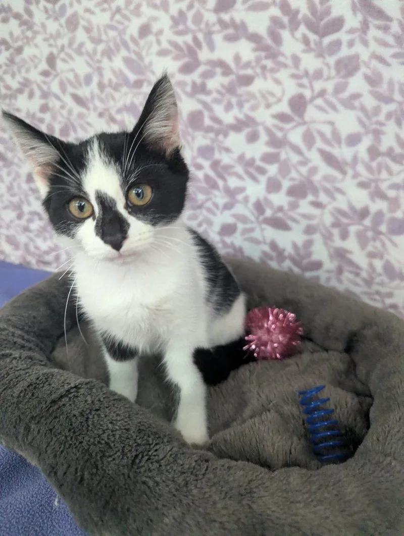 A baby small-sized female Black American Shorthair cat named Comet for adoption
