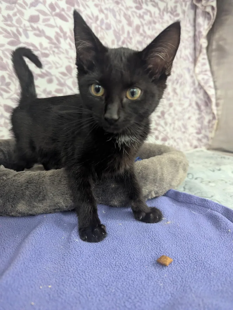 A baby small-sized female Black American Shorthair cat named Orbit for adoption