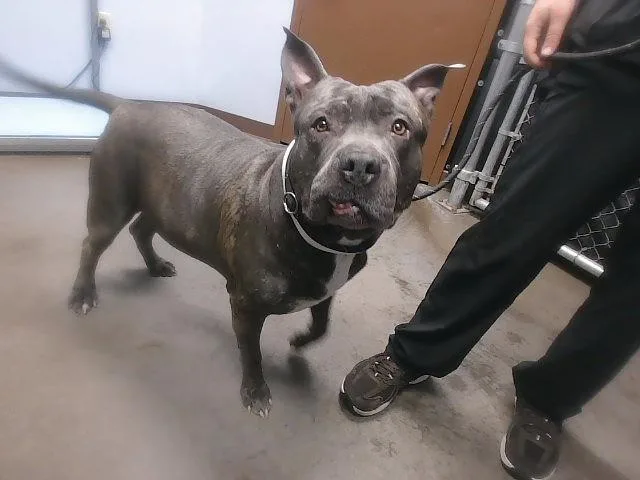 An adult large-sized male Pit Bull Terrier dog named Hippo for adoption in Phoenix, AZ