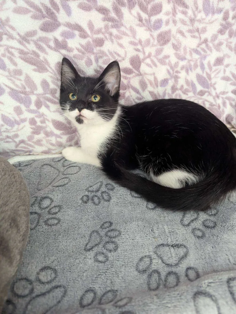 A baby small-sized female Black American Shorthair cat named Galaxy for adoption