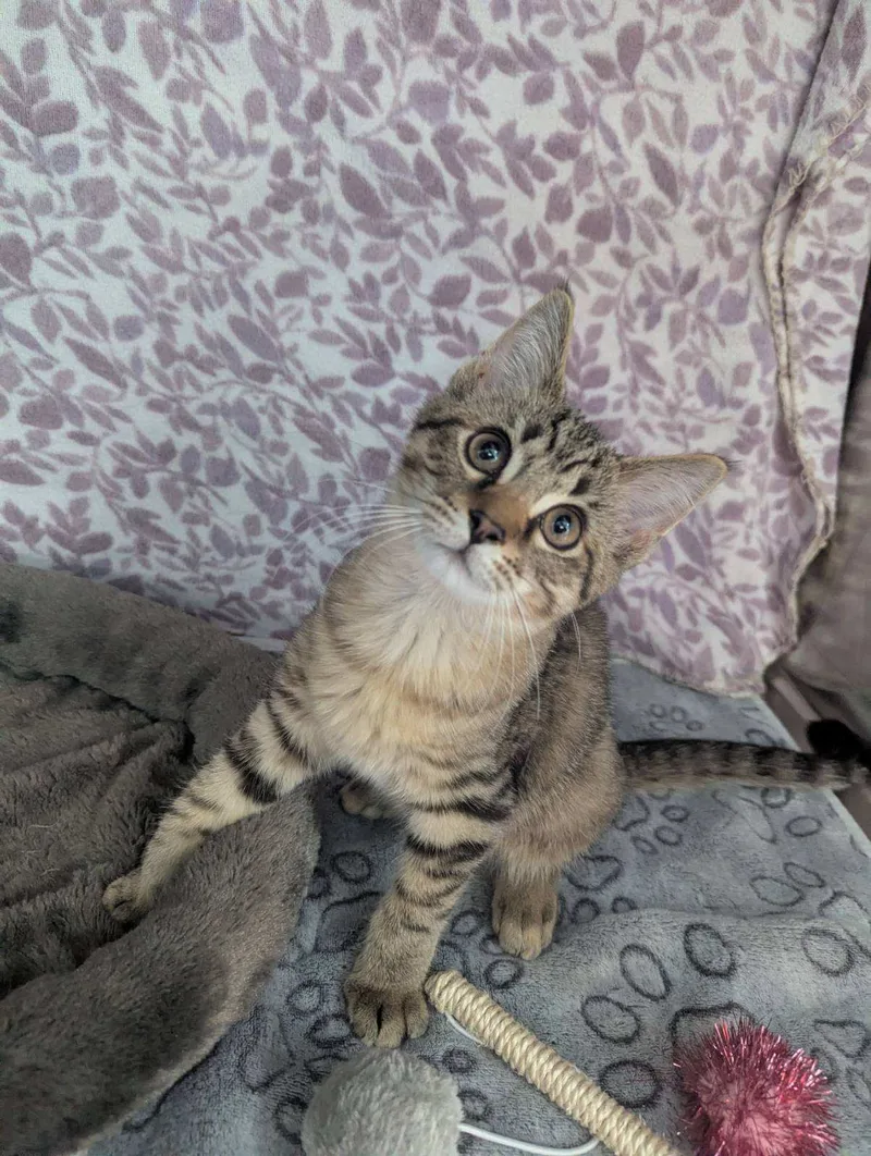 A baby small-sized male Dark Brown Tabby cat named Denali for adoption