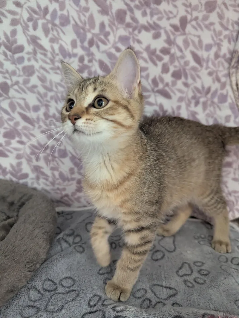 Shasta thumbnail 2