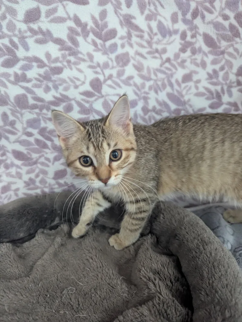 A baby small-sized female Light Brown Tabby cat named Shasta for adoption