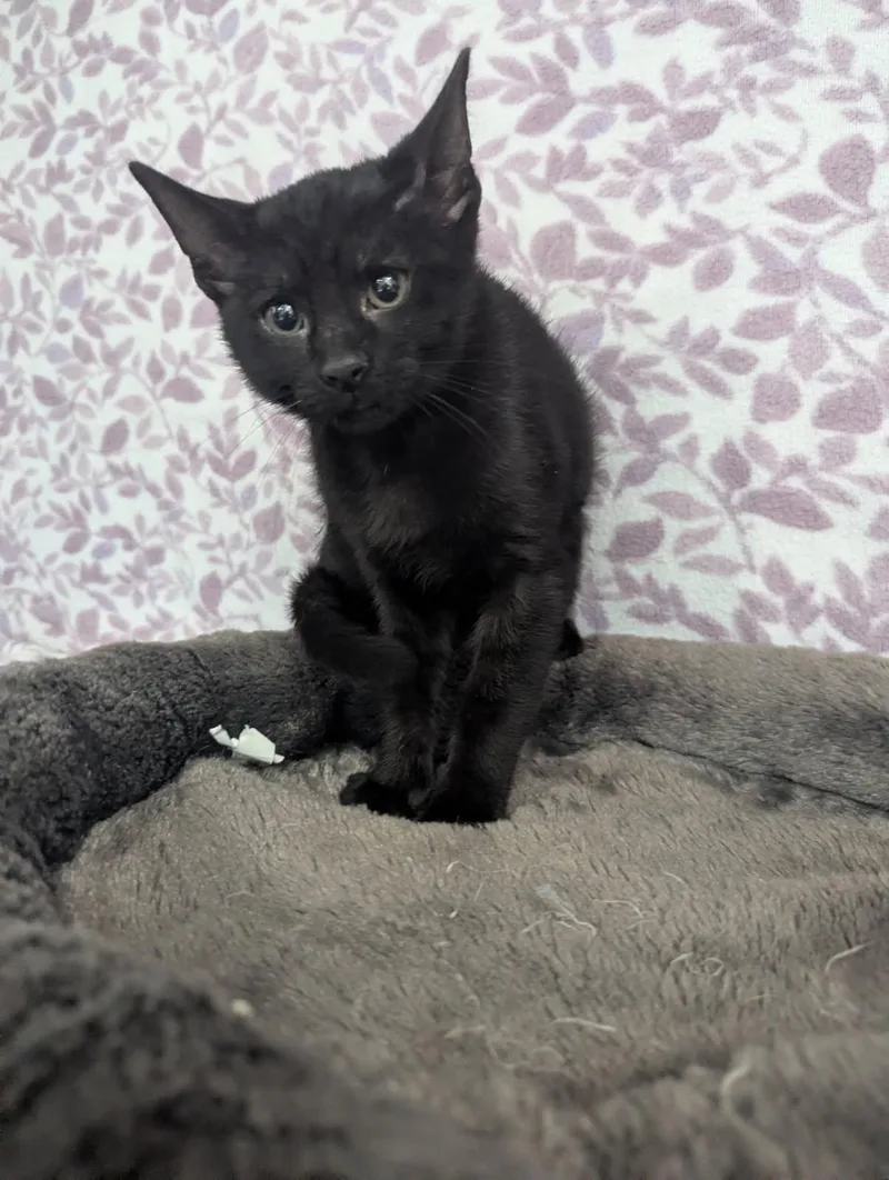 A baby small-sized female Black American Shorthair cat named Etna for adoption