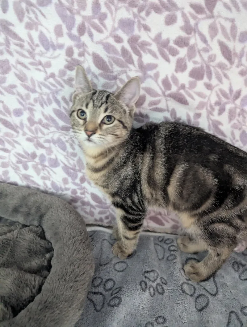 A baby small-sized female Marble Tabby cat named Lil' Becky for adoption