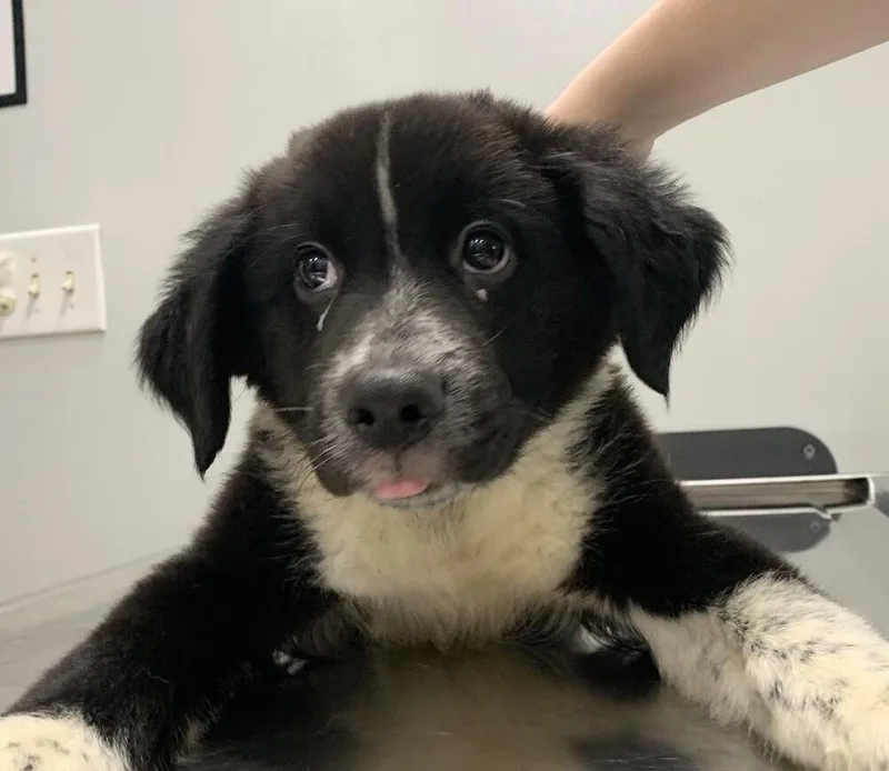 A baby medium-sized male Tricolor (Brown, Black, & White) Australian Shepherd dog named Babe Skrap for adoption in Washington, DC