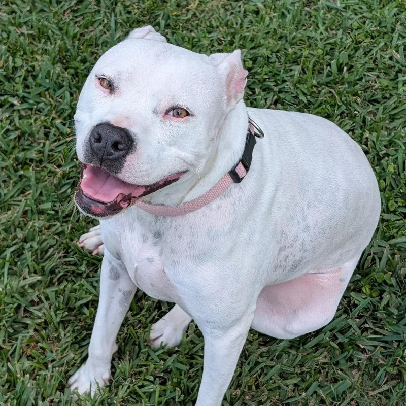 An adult medium-sized female White / Cream Pit Bull Terrier dog named Luna for adoption in Dallas, TX