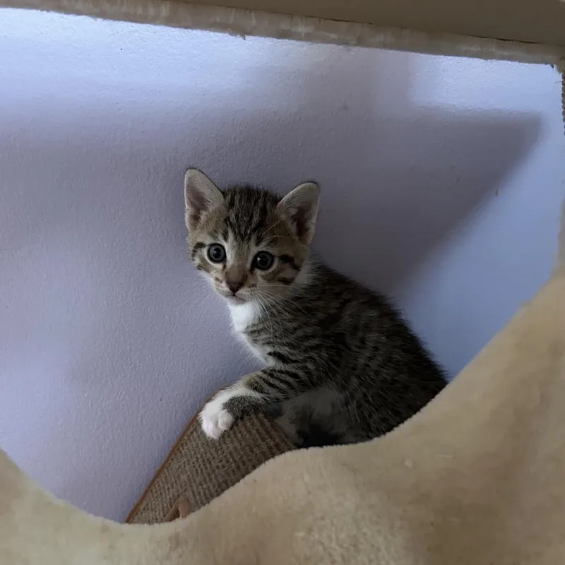 A baby small-sized male Brown / Chocolate Domestic Medium Hair cat named Moriarty for adoption in Ferndale, MI