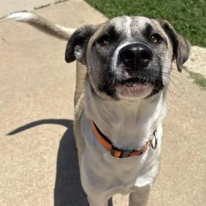 A young medium-sized male Apricot / Beige Black Mouth Cur dog named Kuma for adoption in The Colony, TX