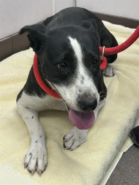 A young medium-sized female Border Collie dog named Marge for adoption in Tucson, AZ