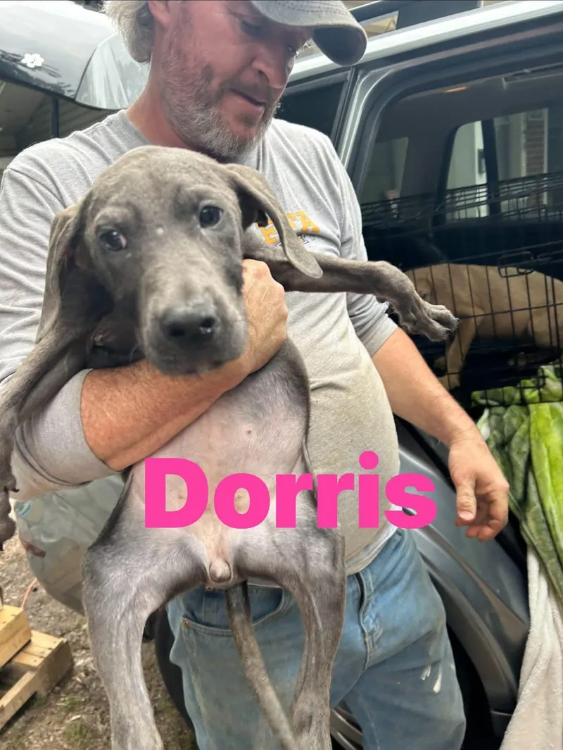 A young medium-sized female Gray / Blue / Silver Weimaraner dog named Dorris for adoption in Pine Bluff, AR