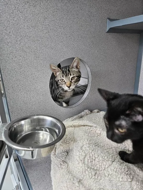 A baby small-sized male Domestic Short Hair cat named Chips for adoption in Skillman, NJ