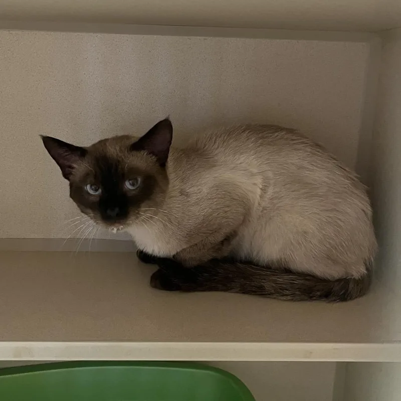 A young medium-sized male Siamese cat named VanBuren for adoption in Normal, IL