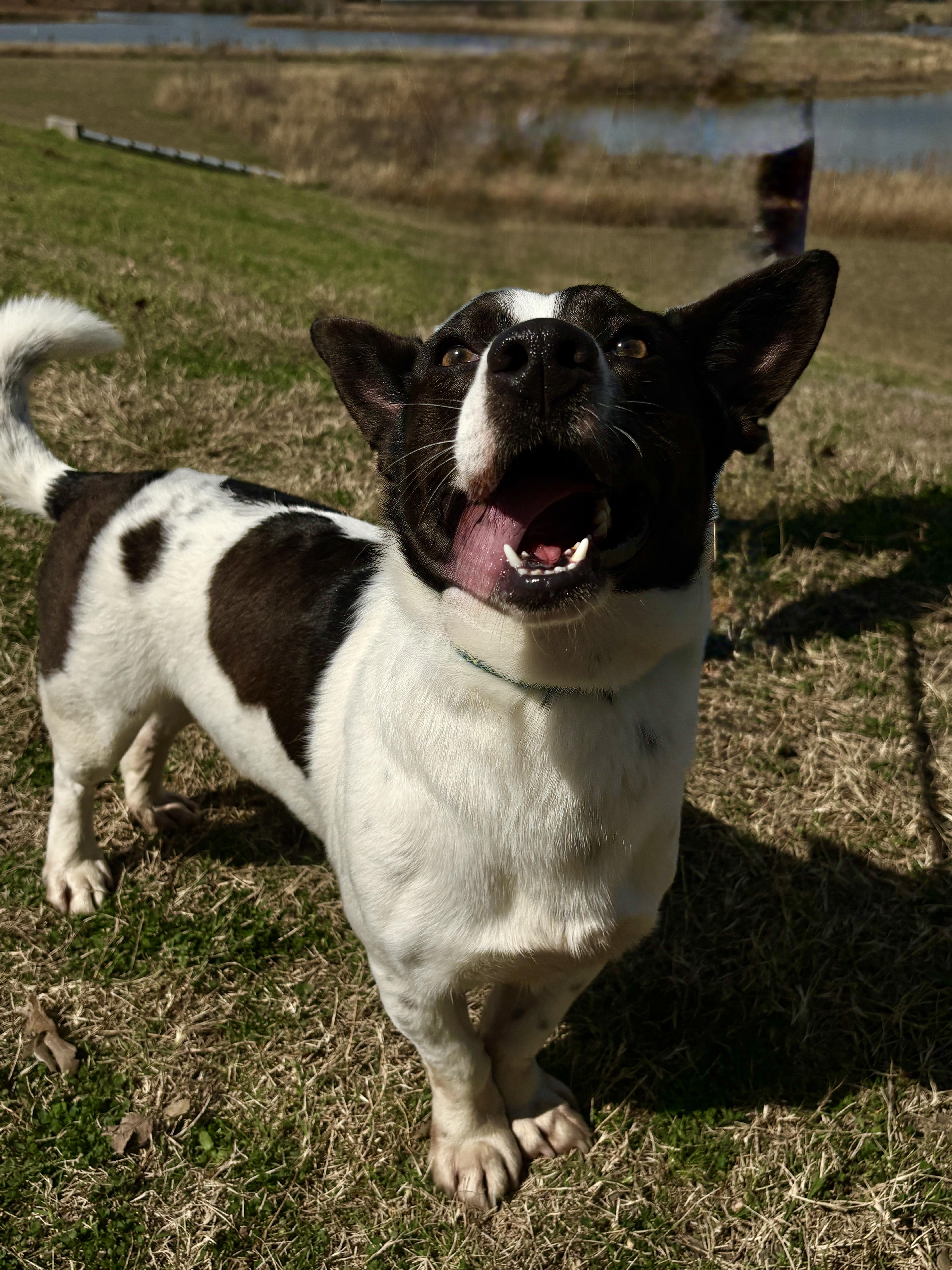 Skippy Fun Buddy! thumbnail 5