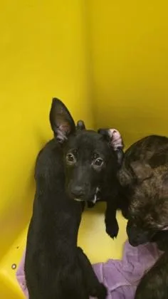 A baby large-sized female Black Mixed Breed dog named Rose for adoption in Wichita, KS