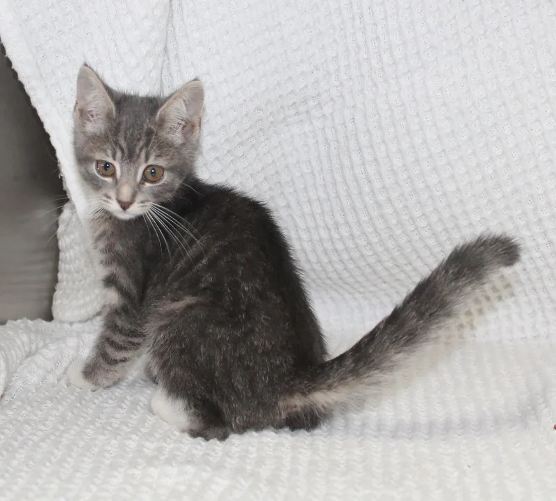 A baby medium-sized female Gray & White Domestic Short Hair cat named Pocus for adoption in Prattville, AL