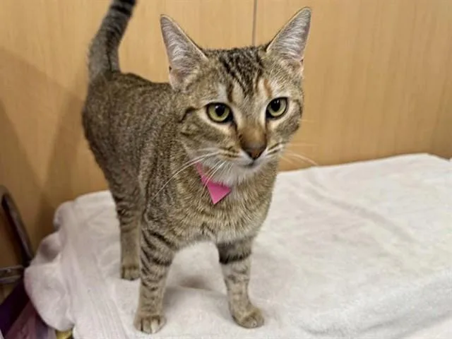 A young small-sized female Domestic Short Hair cat named Octavia for adoption in Saint Louis, MO
