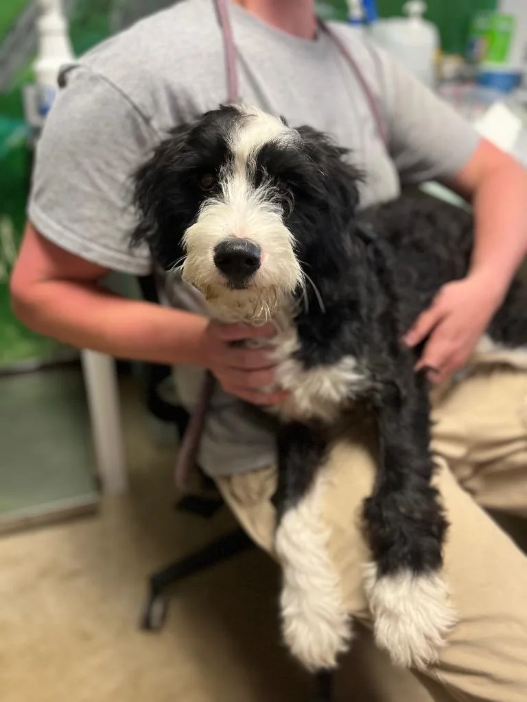 A baby medium-sized female Poodle dog named Sabrina for adoption in New Braunfels, TX