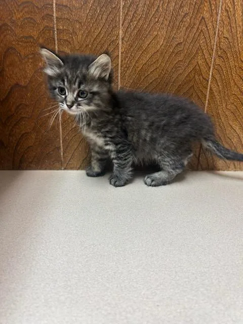 A baby medium-sized female Tabby (Buff / Tan / Fawn) Domestic Long Hair cat named Serrano for adoption in Oklahoma City, OK