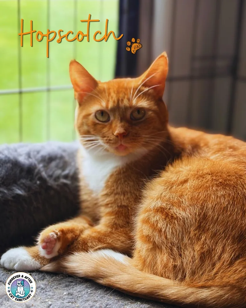 An adult medium-sized female Orange & White Domestic Short Hair cat named Hopscotch for adoption in Austintown, OH