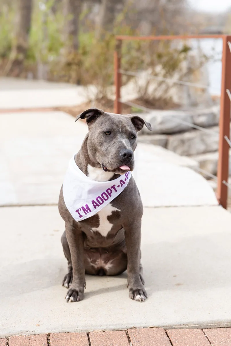 A young large-sized female Pit Bull Terrier dog named Nerida for adoption in Crete, IL