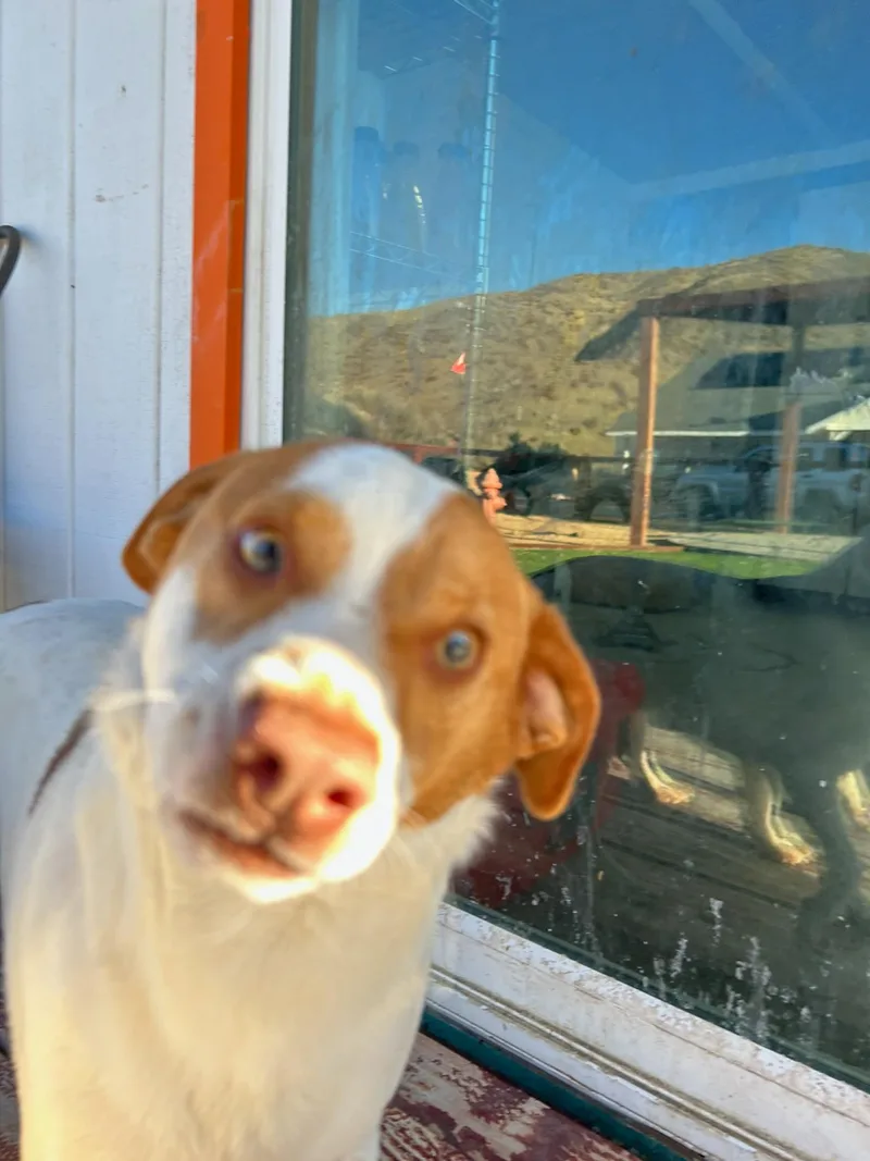 Beagle Bailey thumbnail 2