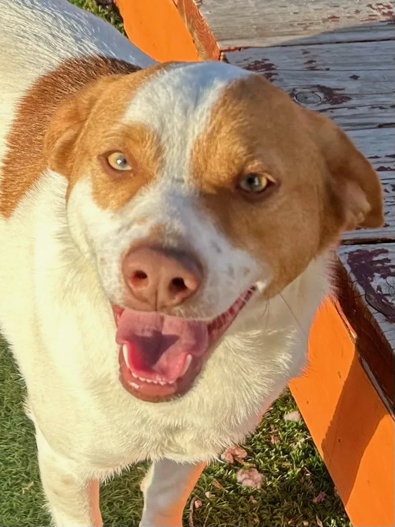 Beagle Bailey thumbnail 3