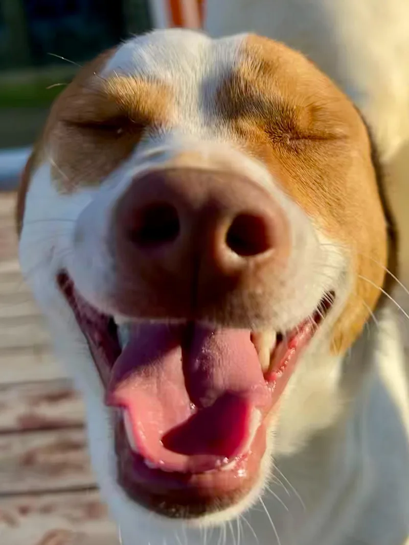 Beagle Bailey thumbnail 4