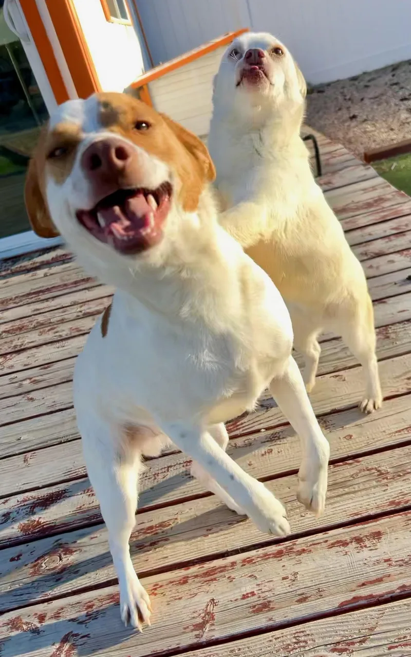 Beagle Bailey thumbnail 5