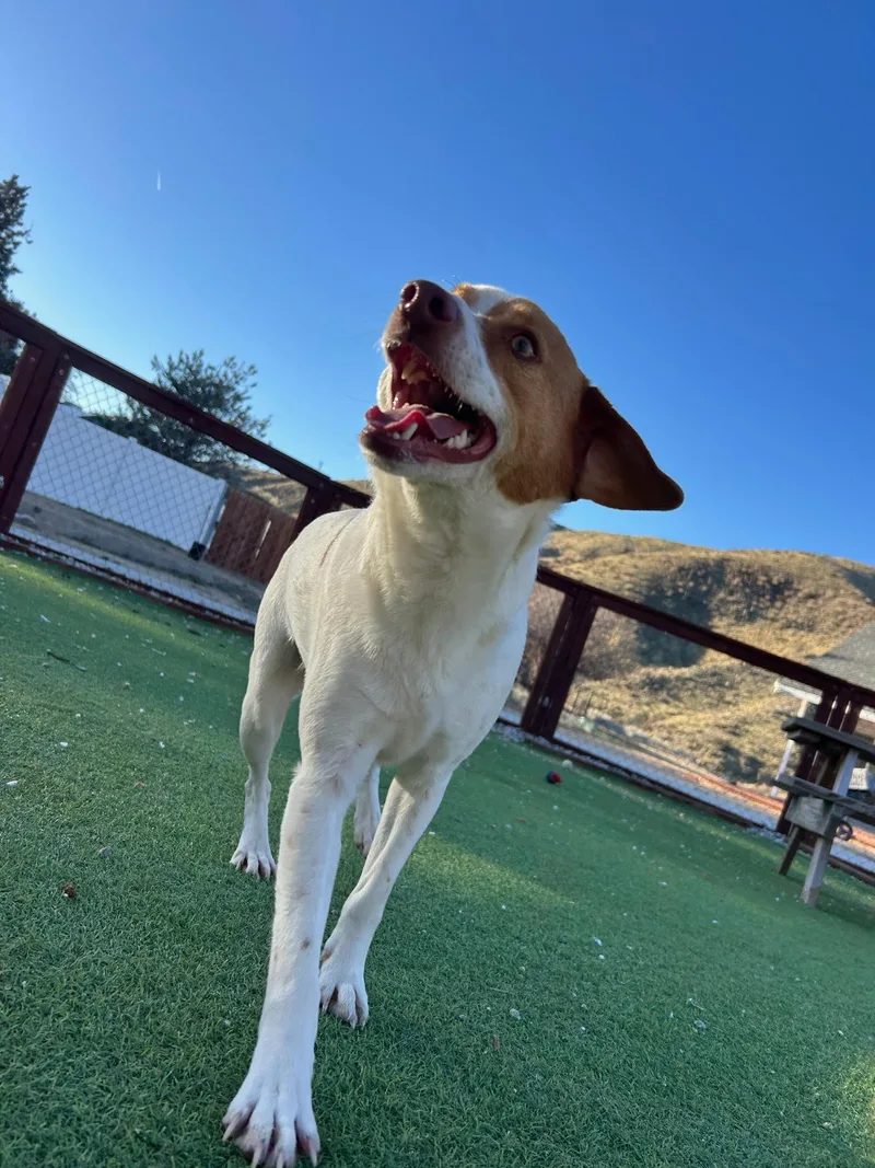 Beagle Bailey thumbnail 6