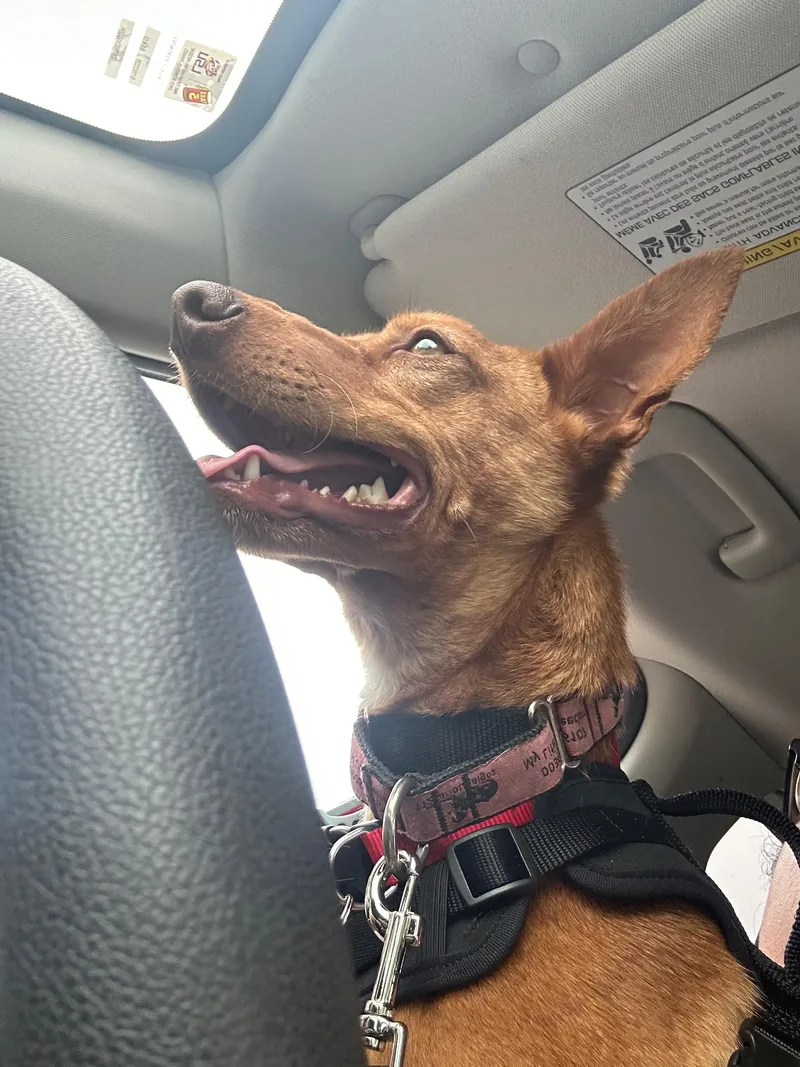A young medium-sized male Portuguese Podengo dog named Rufy for adoption in Winter Park, FL