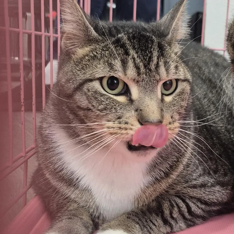 An adult extra large-sized male Brown / Chocolate Domestic Short Hair cat named Snowball for adoption in Newark, NJ