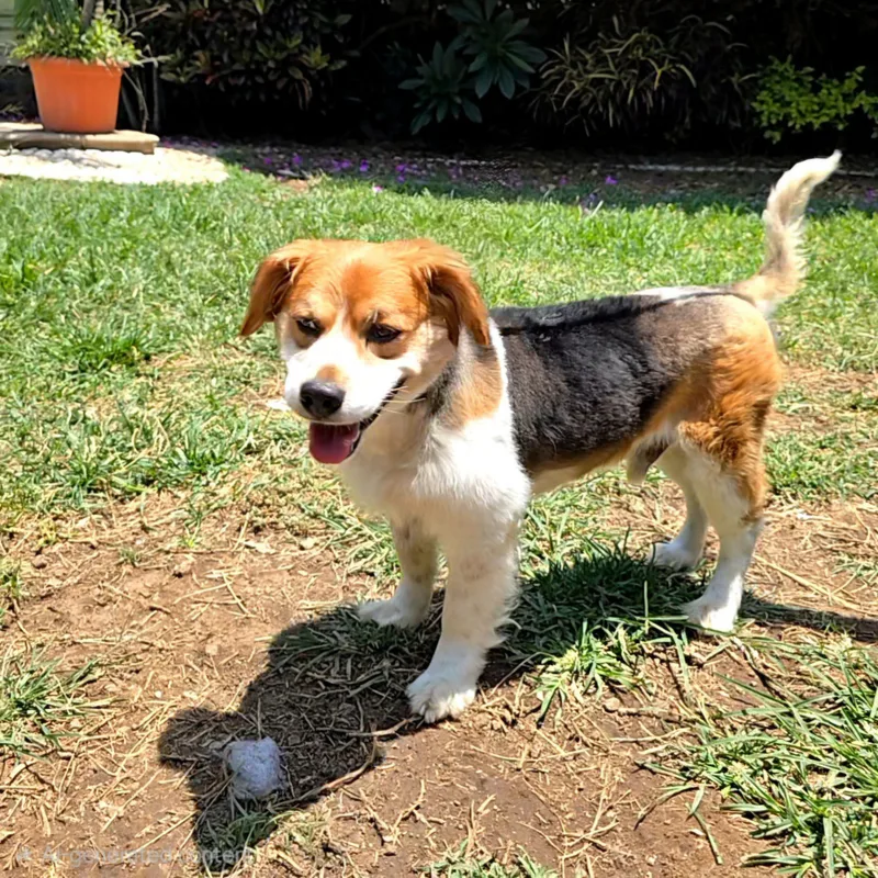 An adult medium-sized male Tri Color Beagle dog named Teddy for adoption