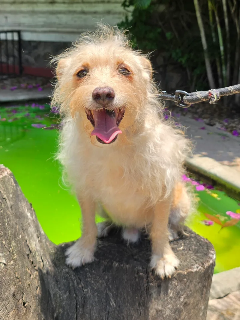 An adult small-sized male White Terrier dog named Johnny for adoption