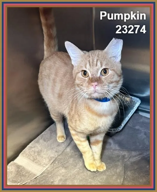 A young medium-sized male Domestic Short Hair cat named Pumpkin for adoption in Marietta, GA