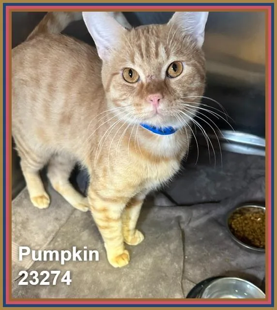 Pumpkin thumbnail 2