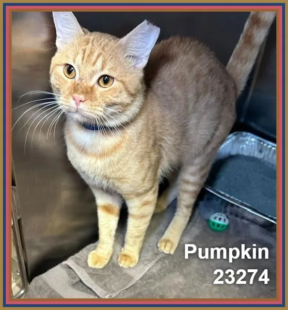 Pumpkin thumbnail 3