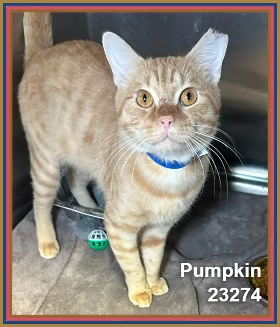 Pumpkin thumbnail 4