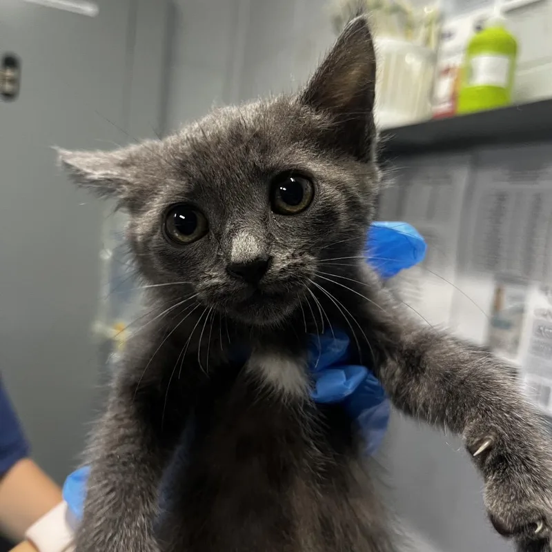 A baby small-sized female Gray / Blue / Silver Domestic Short Hair cat named Clarabelle for adoption in Summerville, SC