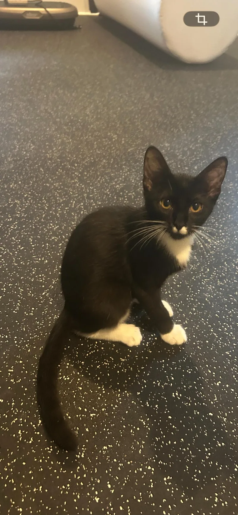 A baby small-sized female Black & White / Tuxedo Tuxedo cat named Pippi  Rf Petsmart for adoption in Spring, TX