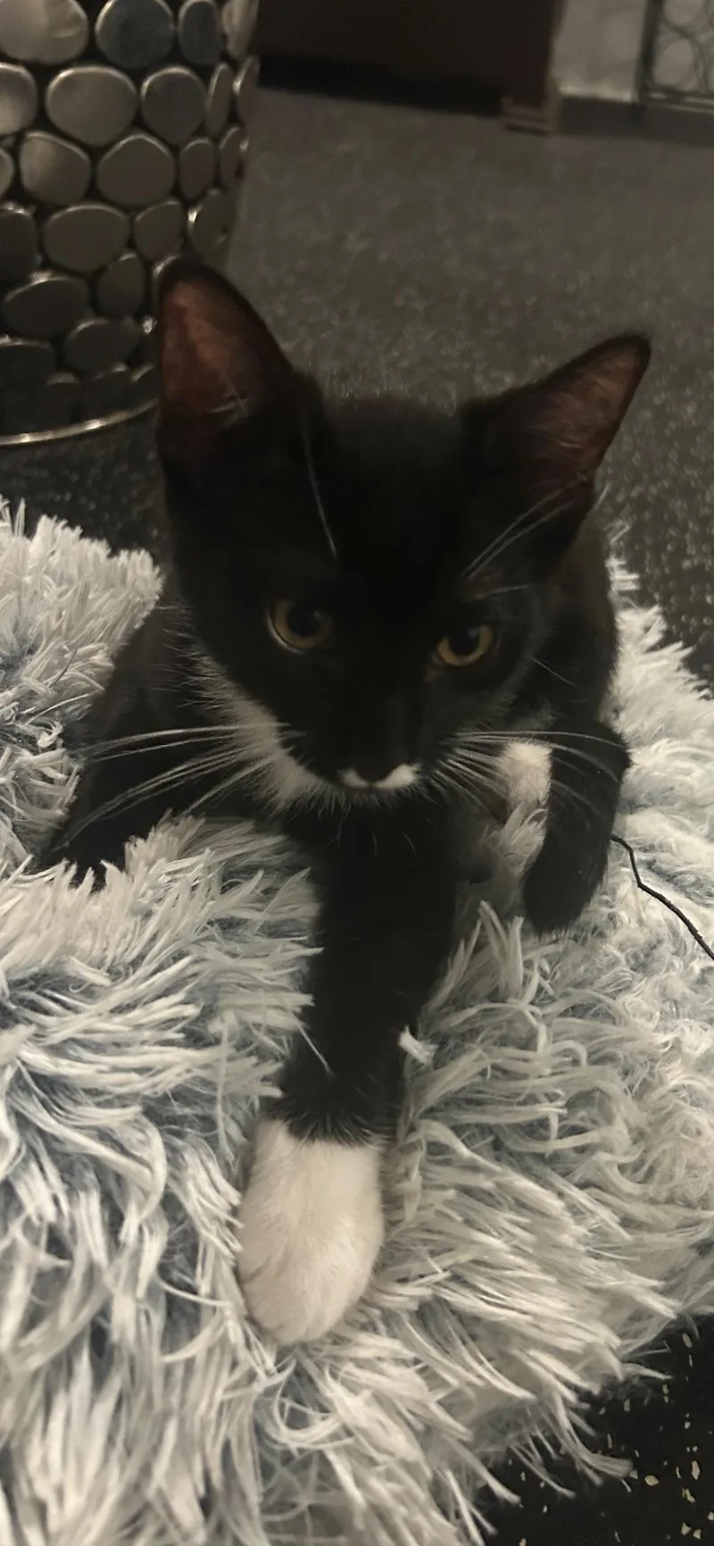 Pippi  Rf Petsmart thumbnail 2