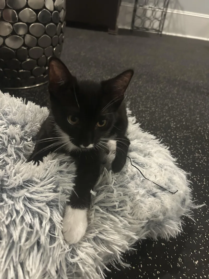 Pippi  Rf Petsmart thumbnail 4