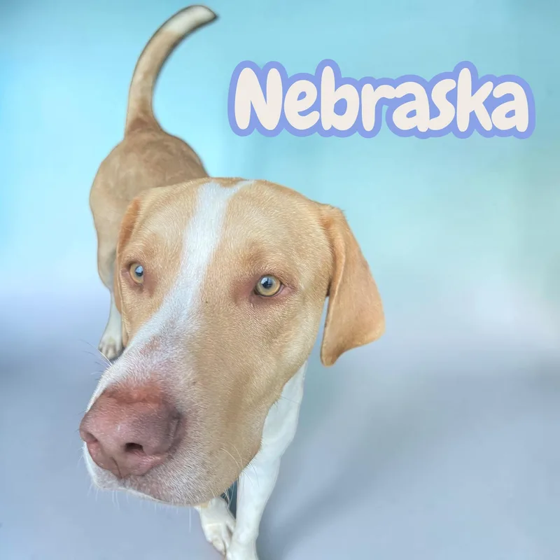Nebraska  Sweet  thumbnail 2