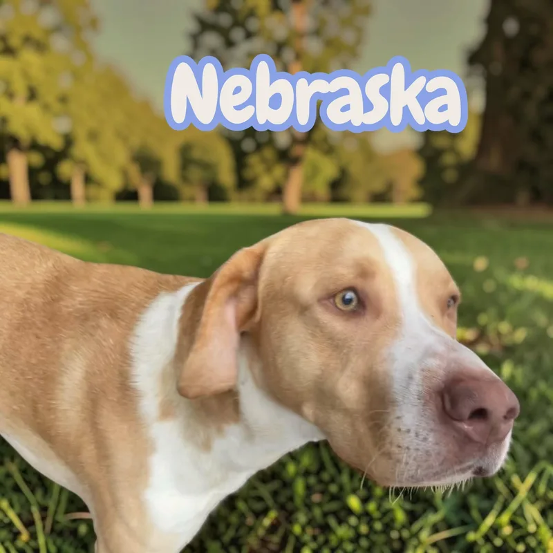 Nebraska  Sweet  thumbnail 3
