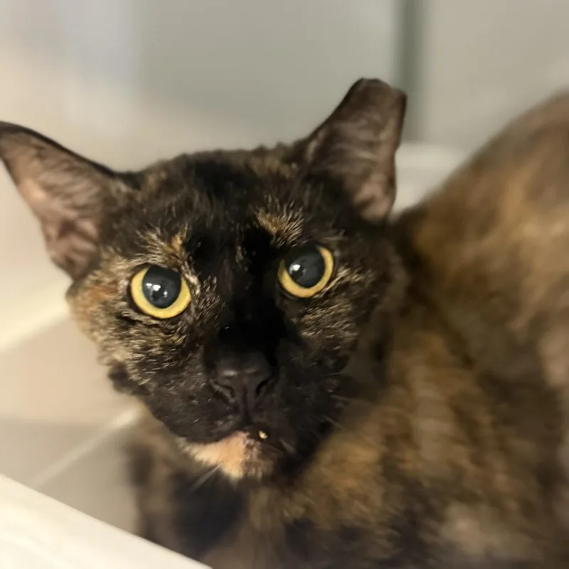 An adult medium-sized female Tortoiseshell Domestic Short Hair cat named Pickle for adoption in Ridgely, MD