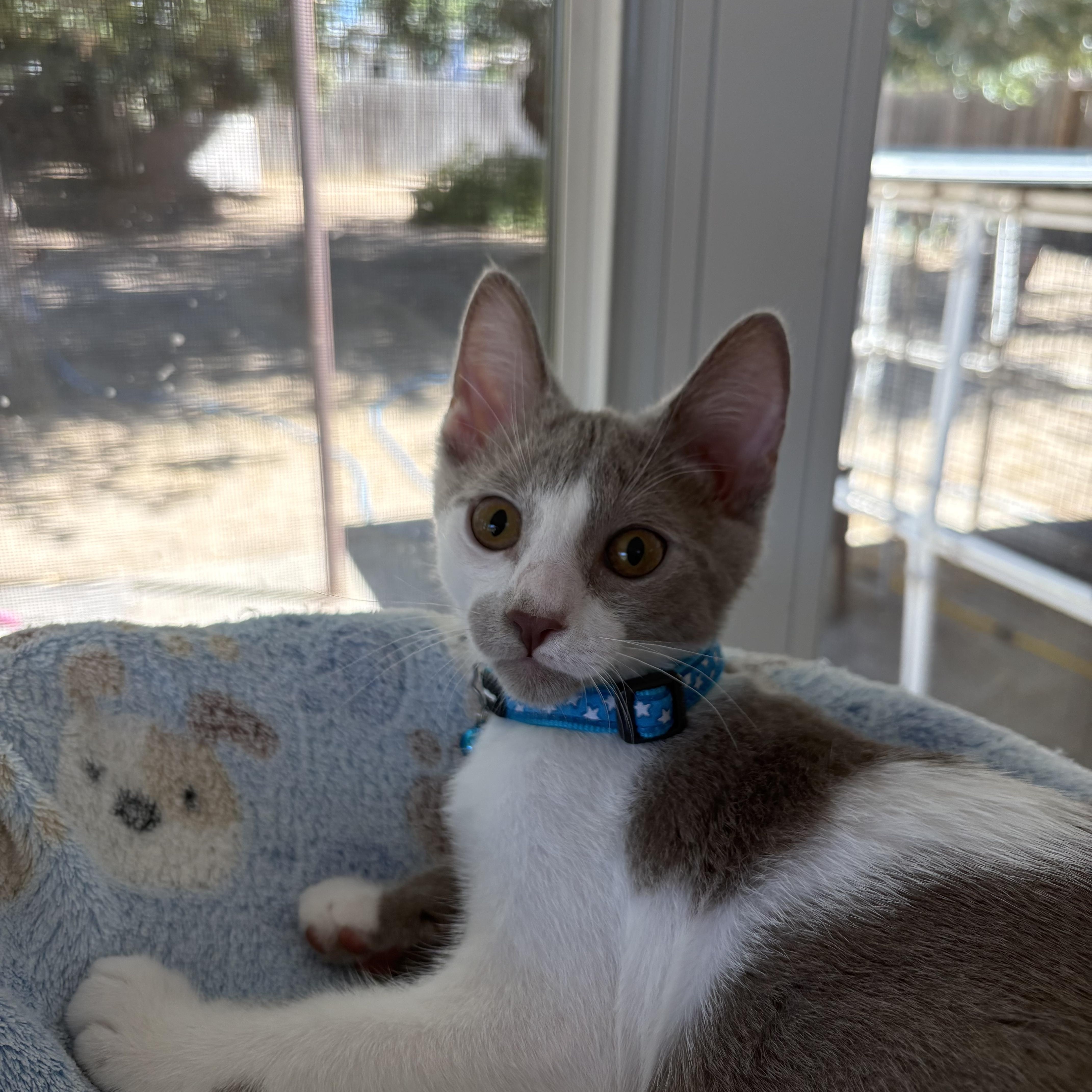 A baby medium-sized male Brown / Chocolate Domestic Short Hair cat named Parker for adoption in Oakley, CA