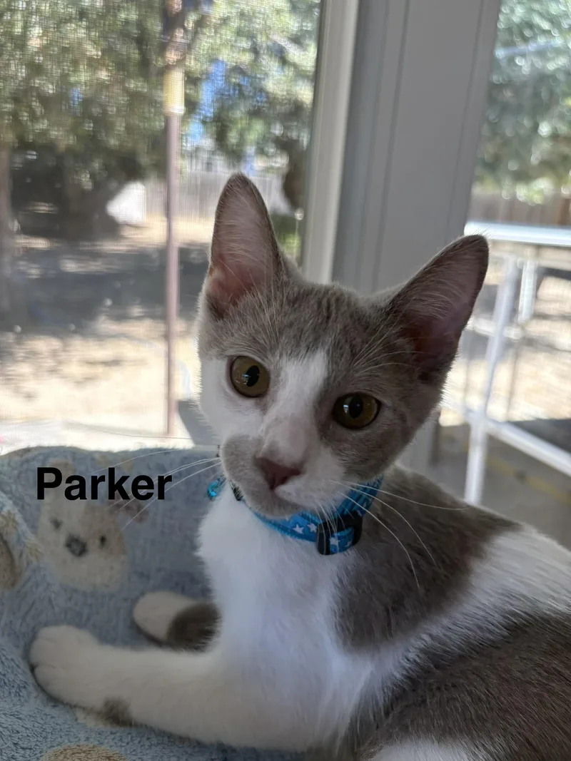 Parker thumbnail 2