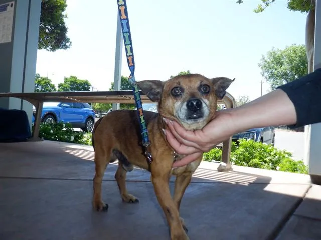 An adult small-sized male Chihuahua dog named Tim for adoption in San Jose, CA